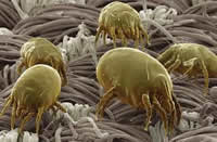 Mites and lice