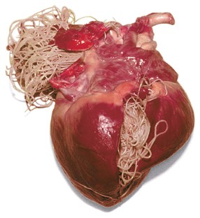 heartworm