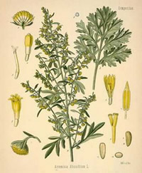 Wormwood